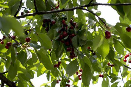 branch with a large number of ripe sweet cherry, a subject fruit and berriesの写真素材
