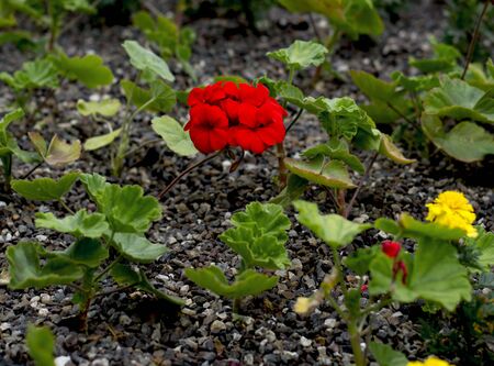 red decorative flower on pebble, a subject flowersの写真素材