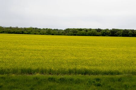 the blossoming rape field against the background of the wood, a subject springの写真素材