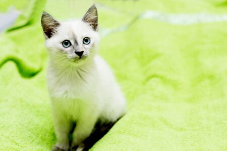 the snow-white kitten with blue eyes sits on a bed, a subject kittensの写真素材
