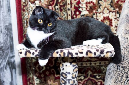 beautiful cat resting on his house, the theme of beautiful cats in the houseの写真素材