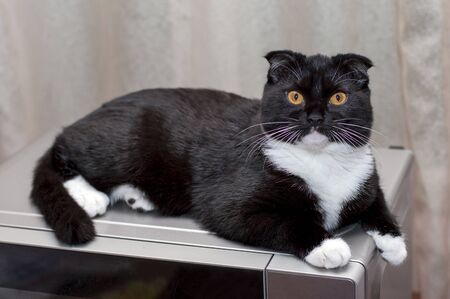 Scottish fold cat on the microwave, the theme of beautiful cats in the houseの写真素材