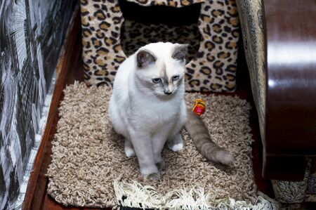 sad Thai cat with blue eyes, beautiful cats in house themeの写真素材