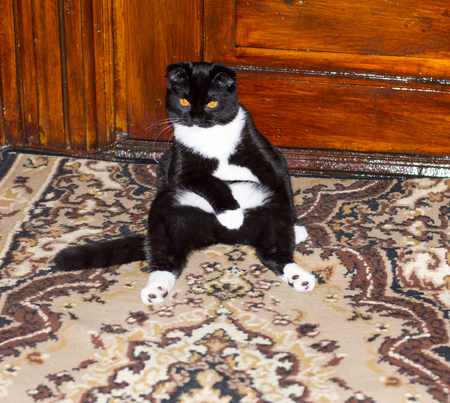 black Scottish fold cat sitting, beautiful cats in house themeの写真素材