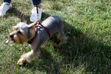 beautiful Yorkshire Terrier walking on the grass, the theme of the domestic dogの写真素材