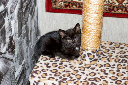 little black kitten on a scratching post, the theme of beautiful cats in the houseの写真素材