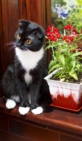 Scottish fold cat on the windowsill, the theme of beautiful cats and flowers in the houseの写真素材