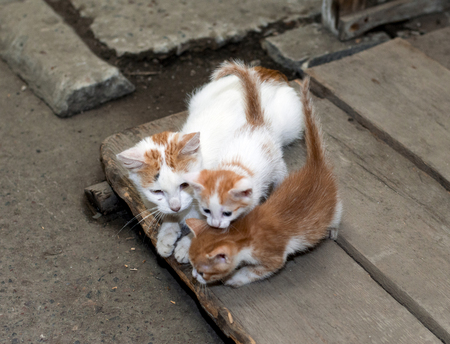 red-haired homeless cat with two kittens, beautiful cats theme on the streetの写真素材