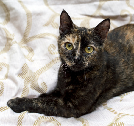 portrait of a variegated brown cat in bed, the theme of beautiful cats in the houseの写真素材