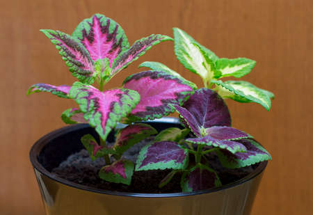 the flower of the Coleus in a pot closeup, theme home flowers