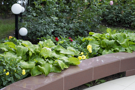 Hosta in the decoration of the curb, the theme of street flowers in the street sceneryの写真素材