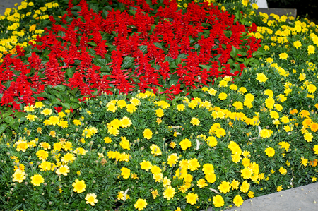 Salvia in street scenery, theme street flowersの写真素材