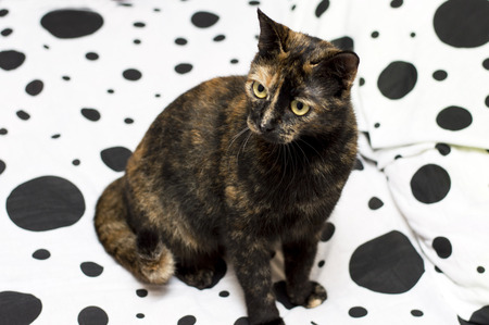 portrait of a brown cat on the bed, the topic Petsの写真素材