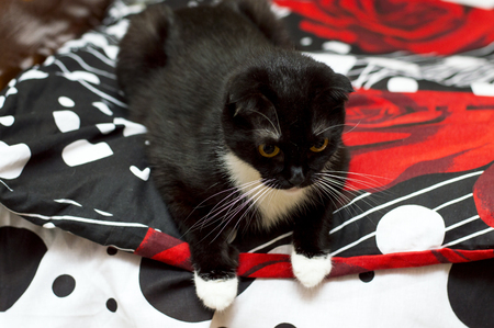 Scottish fold cat on a bright bed, theme Petsの写真素材