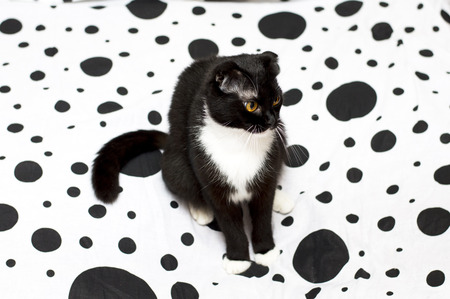 Scottish fold cat on a white and black bed, the theme Petsの写真素材