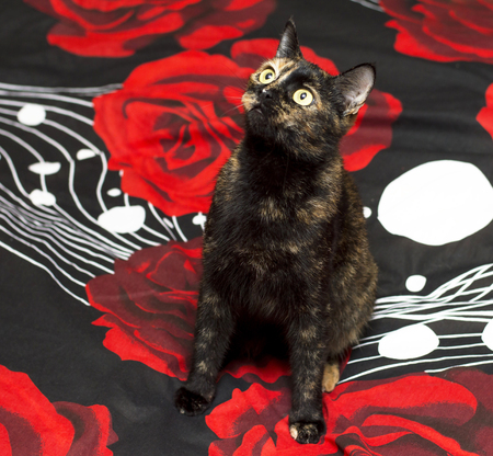 portrait of brown cat on black and red bed, theme Petsの写真素材