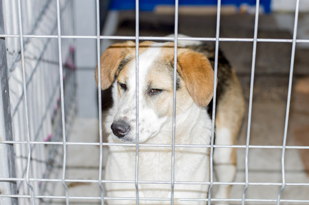 portrait of a fold dog in a shelter cage, charity and mercy theme, animal shelter, dog rescue, volunteer workの写真素材