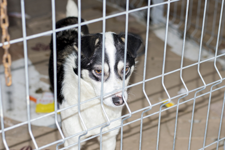 homeless dog in the shelter cage, charity and mercy theme, animal shelter, dog rescue, volunteer workの写真素材