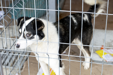 portrait of a white and black dog in the shelter, the theme of charity, animal shelter, dog rescueの写真素材