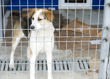 homeless fold dog in the shelter cage, the theme of charity and mercy, animal shelter, dog rescue, volunteer workの写真素材