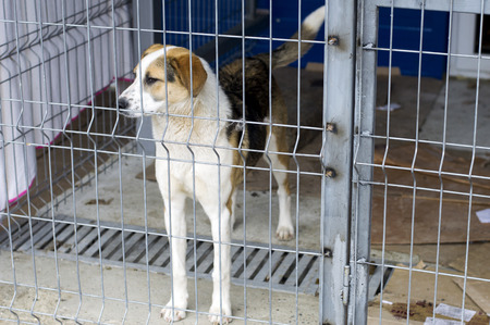 a large stray dog in the shelter, the theme of the charity, animal shelter, dog rescueの写真素材