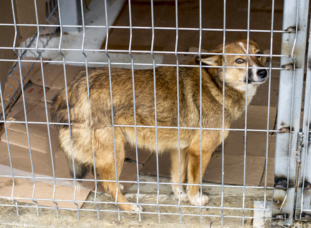 red dog stands in a shelter cage, the theme of charity and mercy, animal shelter, dog rescue, volunteer workの写真素材