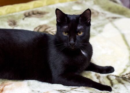portrait of a black cat on a bed, theme domestic catsの写真素材