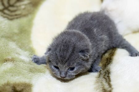 blue 2 week old Scottish fold kitten, pet cat themeの写真素材
