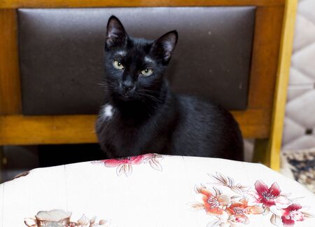 black cat sitting for the kitchen table, the topic of domestic catsの写真素材