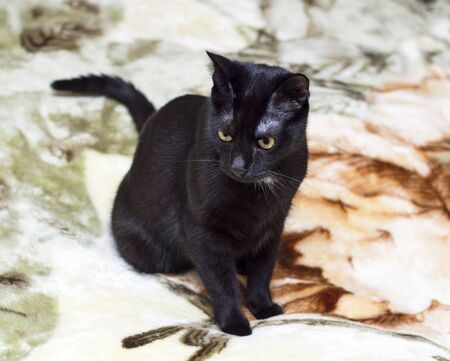 beautiful black cat on the bed, pet cat themeの写真素材