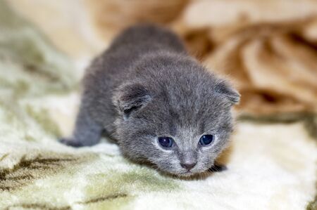 grey 2 week old Scottish fold kitten, theme domestic catsの写真素材