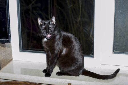 black cat licking at the window, theme domestic catsの写真素材
