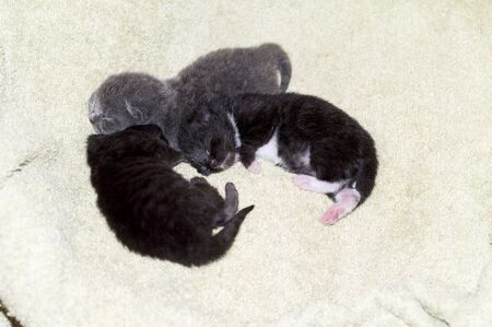three Scottish kittens weekly milky on the bed, theme beautiful domestic catsの写真素材