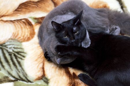 black and grey cat playing on the bed, theme beautiful domestic catsの写真素材