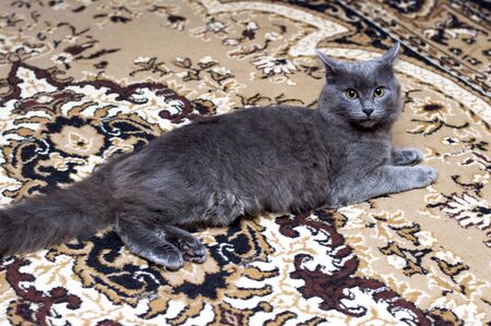 fluffy grey cat lying on the carpet, pet cat themeの写真素材