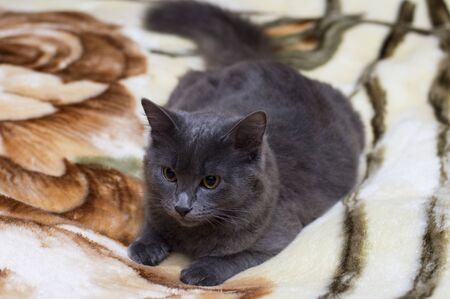 beautiful British gray cat on the rug, the theme of domestic catsの写真素材