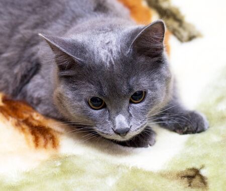 portrait of a blue British cat lying on a bed, theme beautiful domestic catsの写真素材