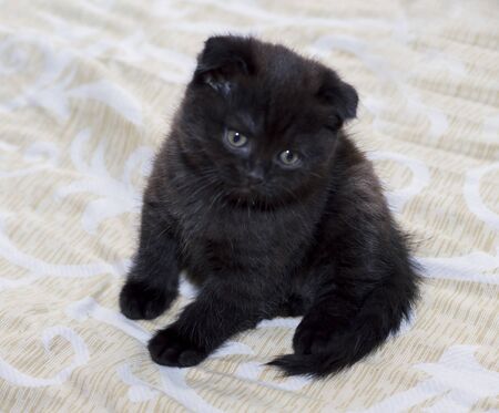 dark Scottish fold kitten sitting on the bed, theme of beautiful domestic catsの写真素材