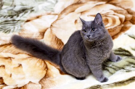 fluffy grey British cat sitting on the bed, theme of beautiful domestic catsの写真素材