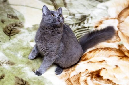 fluffy gray British cat sitting on the rug, the theme of domestic catsの写真素材