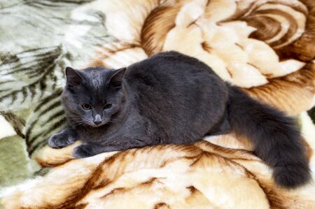 fluffy cute grey cat on the sofa, pet cat themeの写真素材