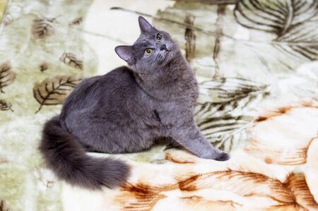 blue British cat sitting on the bed, the subject is a beautiful domestic catsの写真素材