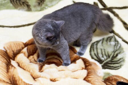 fluffy gray British cat on the rug, the theme of domestic catsの写真素材