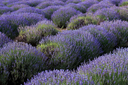 summer field of lavender, theme nature, beautiful places and agricultureの写真素材