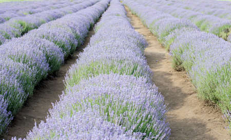 summer field of lavender, theme nature, beautiful places and agricultureの写真素材
