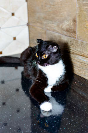 scottish bicolor dark cat on the kitchen countertop, theme domestic cats and kittensの写真素材