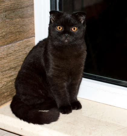 Scottish cat on the windowsill, the theme of domestic kittensの写真素材