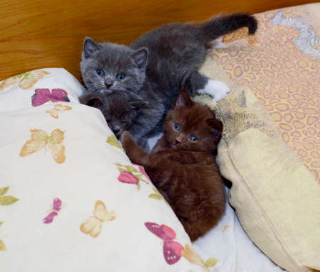 Scottish three kittens on the bed, the theme of domestic cats and kittensの写真素材
