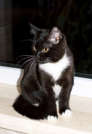 A Scottish cat is sitting on the windowsill, the theme is domestic kittensの写真素材