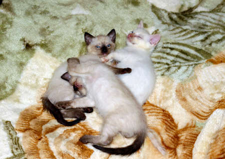 Three Siamese kittens on a blanket, the theme of domestic kittensの写真素材